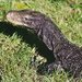 Crocodile Monitor - Photo (c) Robert Sprackland, all rights reserved