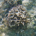 photo of Hydrozoans (Hydrozoa)