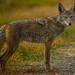 Coyote del Valle de California - Photo (c) cayce, todos los derechos reservados, uploaded by cayce