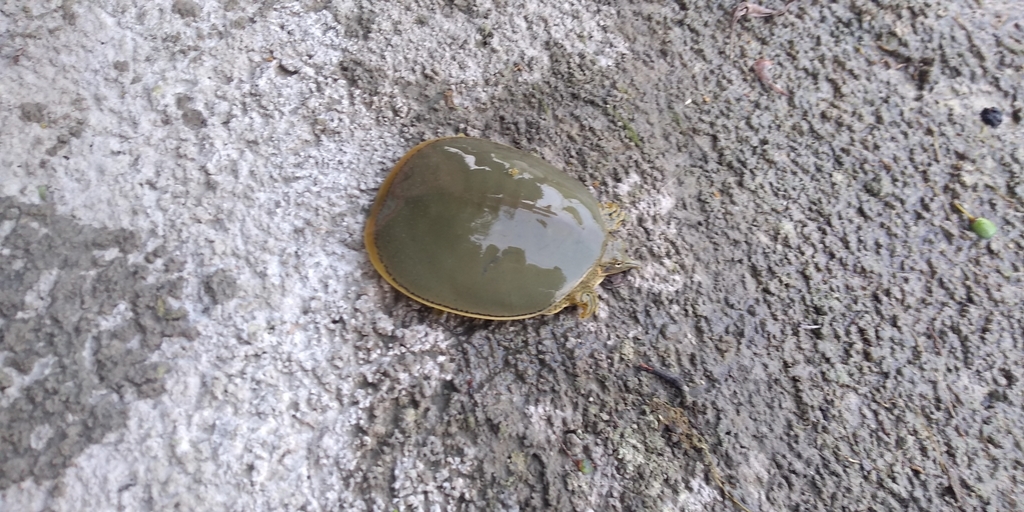 Texas Spiny Softshell Turtle In May 2022 By Kevin Aldair INaturalist