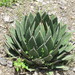 Agave horrida - Photo (c) Zabdiel Peralta, all rights reserved