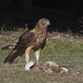 Swamp Harrier - Photo (c) Steve Attwood, all rights reserved