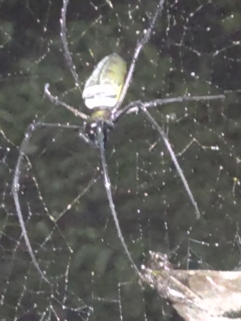 Giant Golden Orbweaver From Yulin Tw Ta Tw On May At Pm