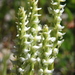 Hooded Ladies' Tresses - Photo (c) Damon Tighe, all rights reserved