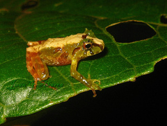 Craugastor melanostictus image