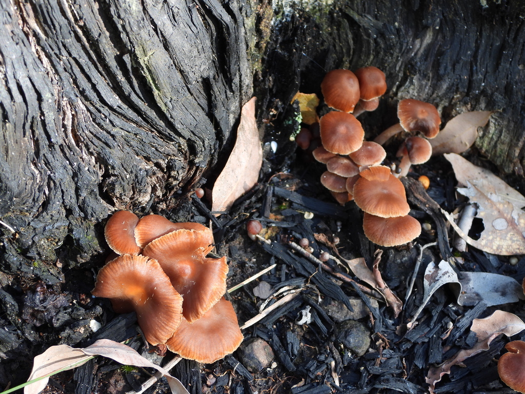 Common Gilled Mushrooms And Allies From Mogo NSW 2536 Australia On