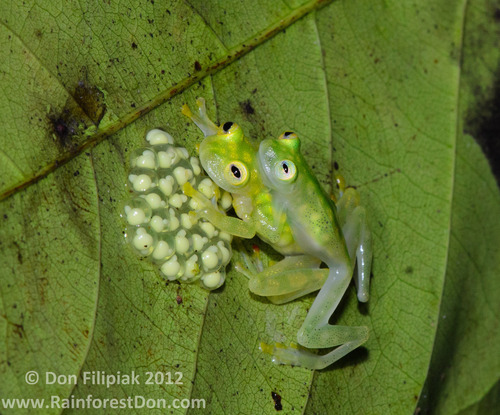 Medium