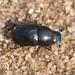 Gravedigger Dung Beetle - Photo (c) Cody Hough, all rights reserved, uploaded by Cody Hough