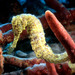 Longsnout Seahorse - Photo (c) seahorses_of_the_world, all rights reserved, uploaded by seahorses_of_the_world