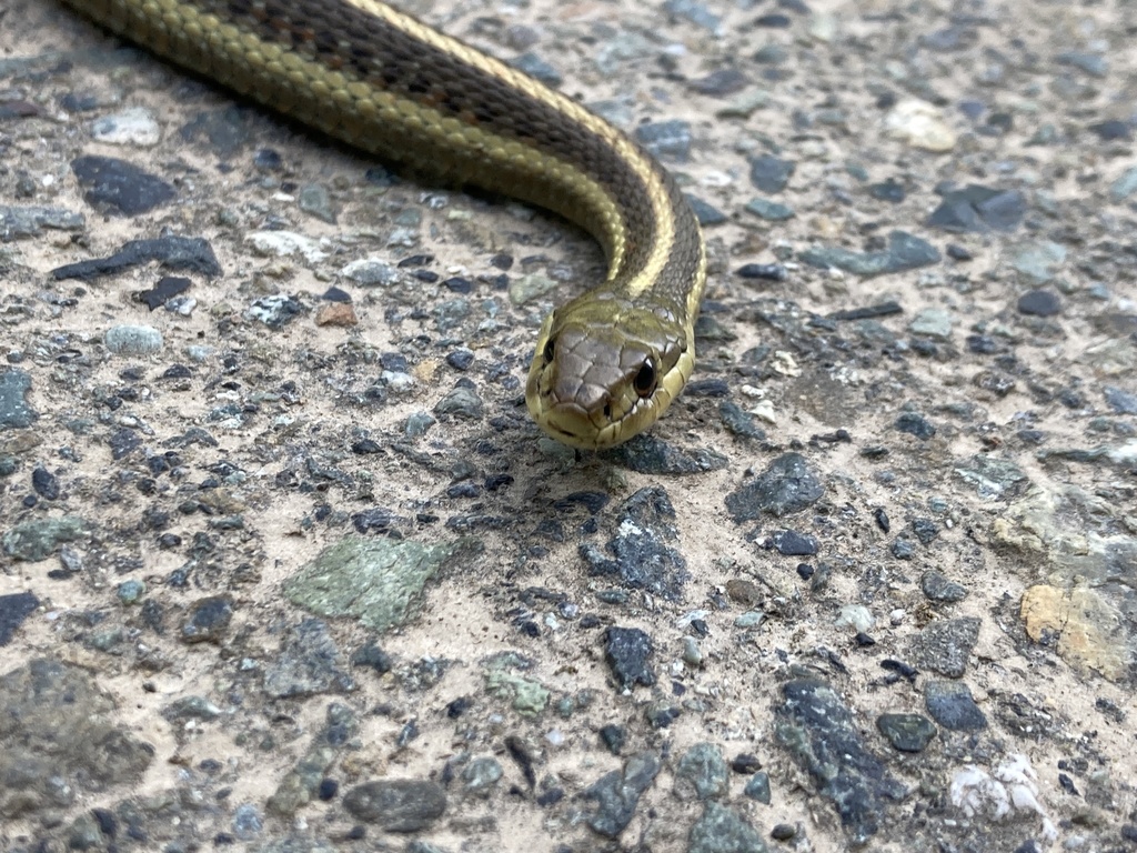 Coast Garter Snake From Del Norte Redwoods State Park Del Norte County