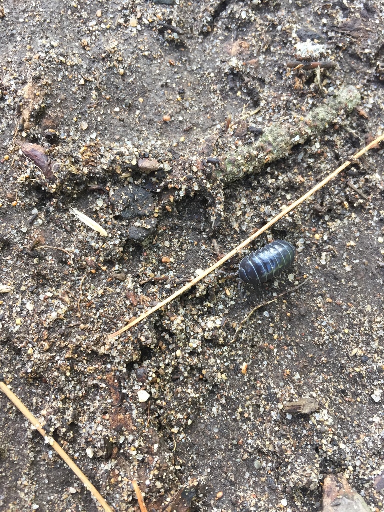 Common Pill Woodlouse From Hopkins Wilderness Park Redondo Beach CA