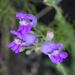Penstemon grinnellii scrophularioides - Photo (c) Paola Berthoin, Watershed Artist, all rights reserved, uploaded by Paola Berthoin, Watershed Artist