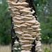 Marshmallow Polypore - Photo (c) Eric Hunt, all rights reserved