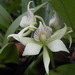 Prosthechea fragrans - Photo (c) Thorhold Souilljee, all rights reserved, uploaded by Thorhold Souilljee