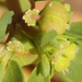 Euphorbia geyeri geyeri - Photo (c) Nathan Taylor, todos los derechos reservados, uploaded by Nathan Taylor