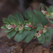 Euphorbia indivisa - Photo (c) Nathan Taylor, todos los derechos reservados, uploaded by Nathan Taylor