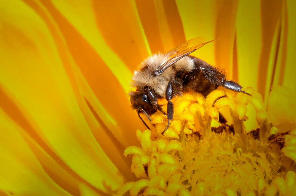 Common Eastern Bumble Bee From Cuyahoga Falls, Ohio On August 15, 2010 ...