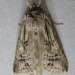 Dasylophia anguina - Photo (c) John Ratzlaff, כל הזכויות שמורות, uploaded by J. Allen Ratzlaff