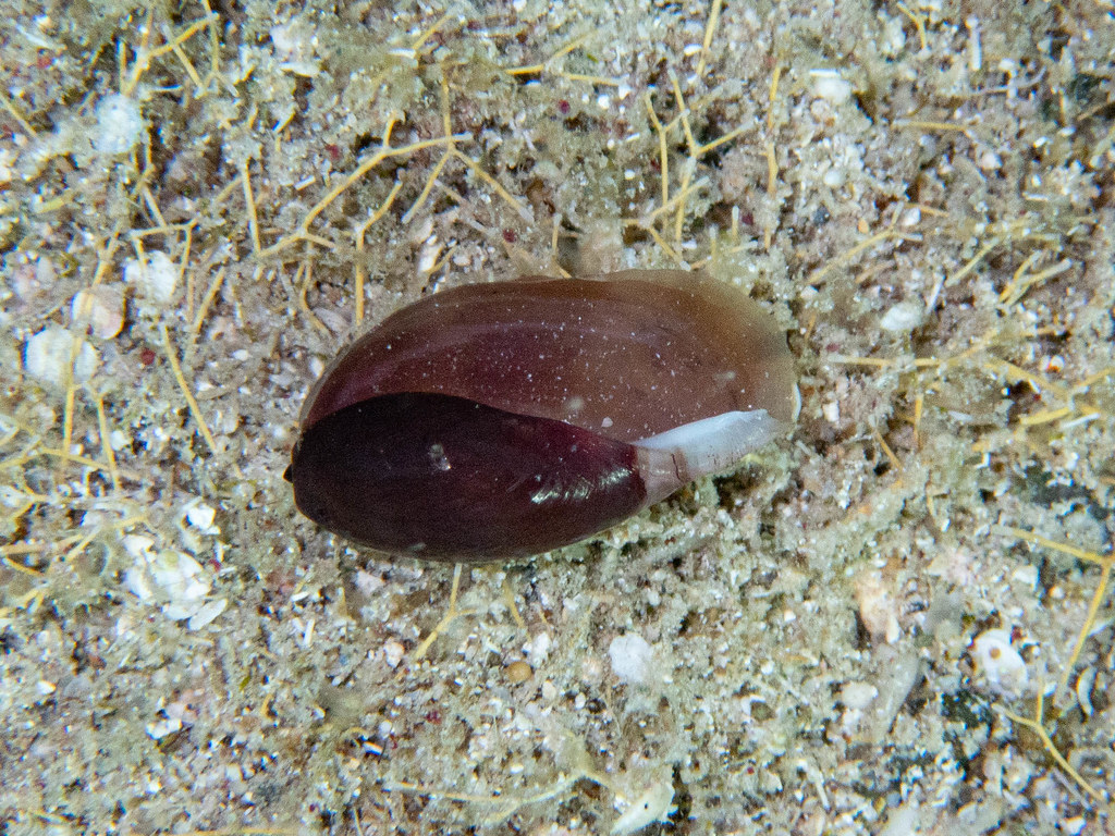 Atlantic Grey Cowry From Saint Barth Lemy On May At Am