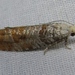 Pitch Twig Moth - Photo (c) John Ratzlaff, all rights reserved, uploaded by J. Allen Ratzlaff
