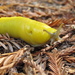 Southern Pacific Banana Slug - Photo (c) rjadams55, all rights reserved, uploaded by rjadams55