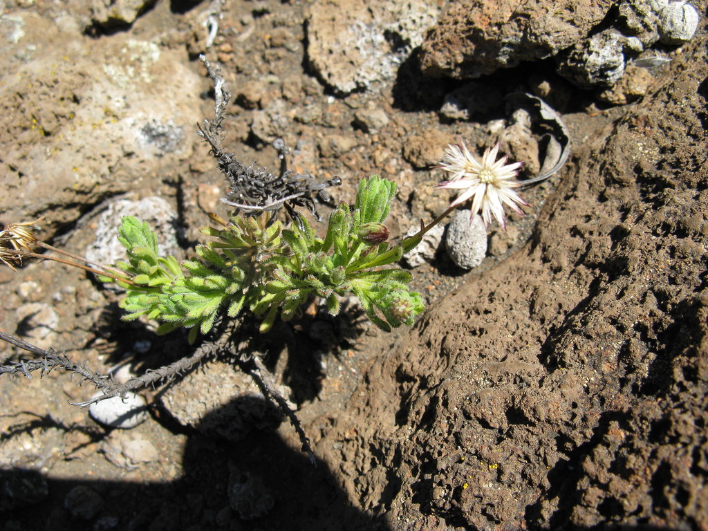 Tetramolopium Humile Pohakuloa Training Area · Inaturalist