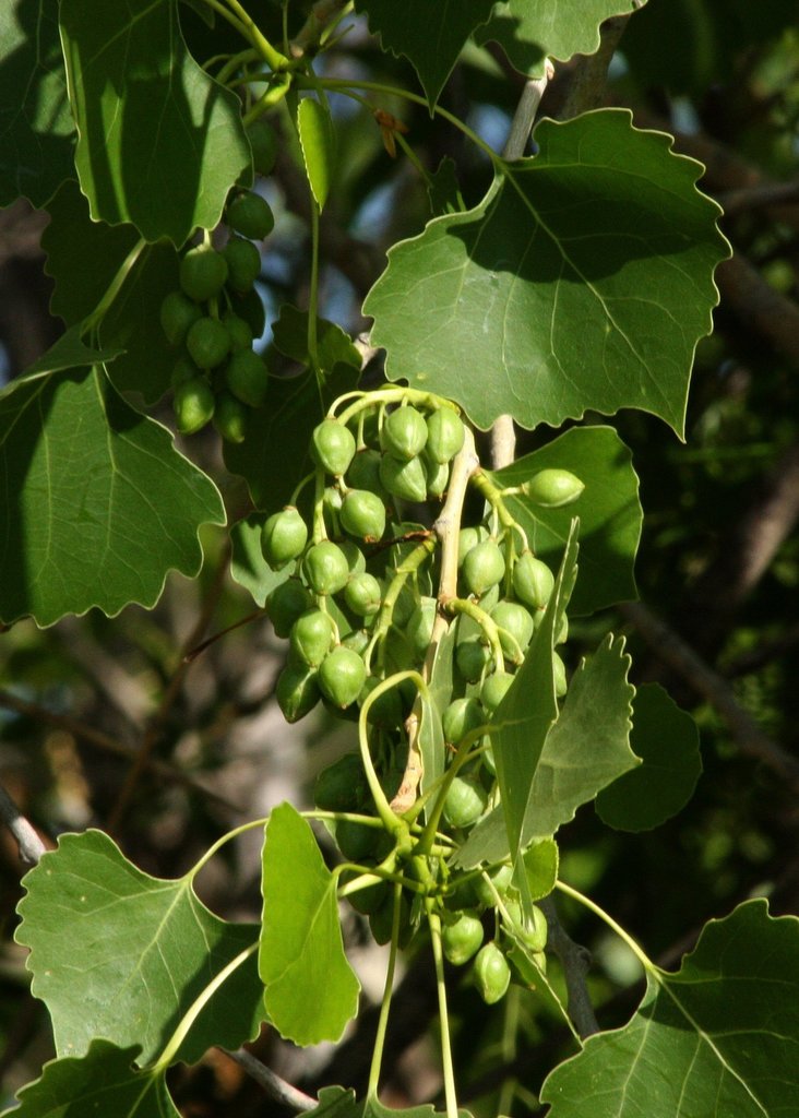 Rio Grande cottonwood (Rio Bosque Wetlands Biological Treasure Hunt