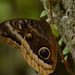 Gold-edged Owl-Butterfly - Photo (c) leizar, all rights reserved, uploaded by Francisco Bethancourt