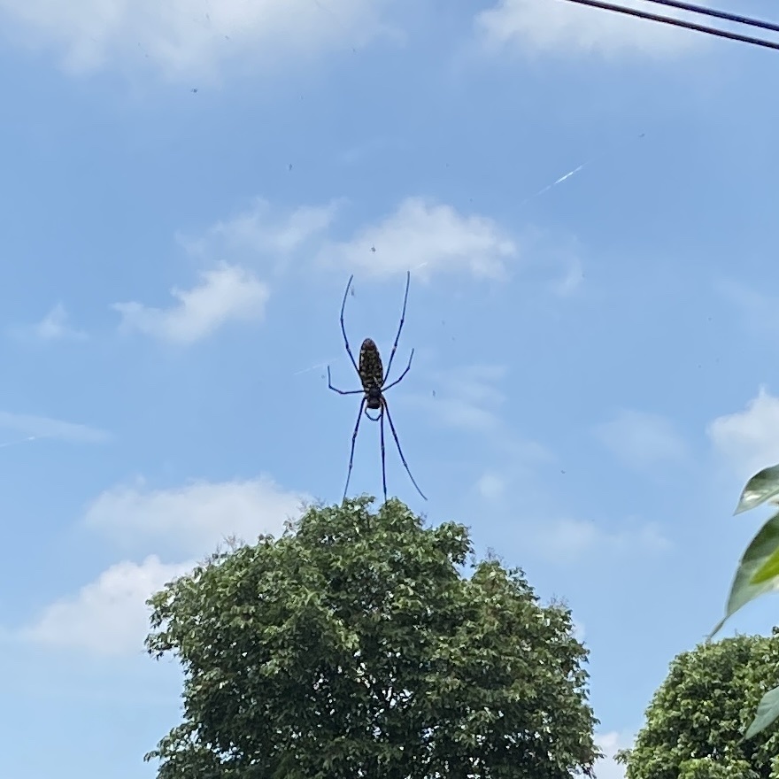 Giant Golden Orbweaver From Tw On May At Pm By Biter C