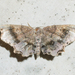 Cepphis decoloraria - Photo (c) Timothy Reichard, כל הזכויות שמורות, הועלה על ידי Timothy Reichard