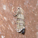 Eastern Pine Seedworm Moth - Photo (c) Timothy Reichard, all rights reserved, uploaded by Timothy Reichard