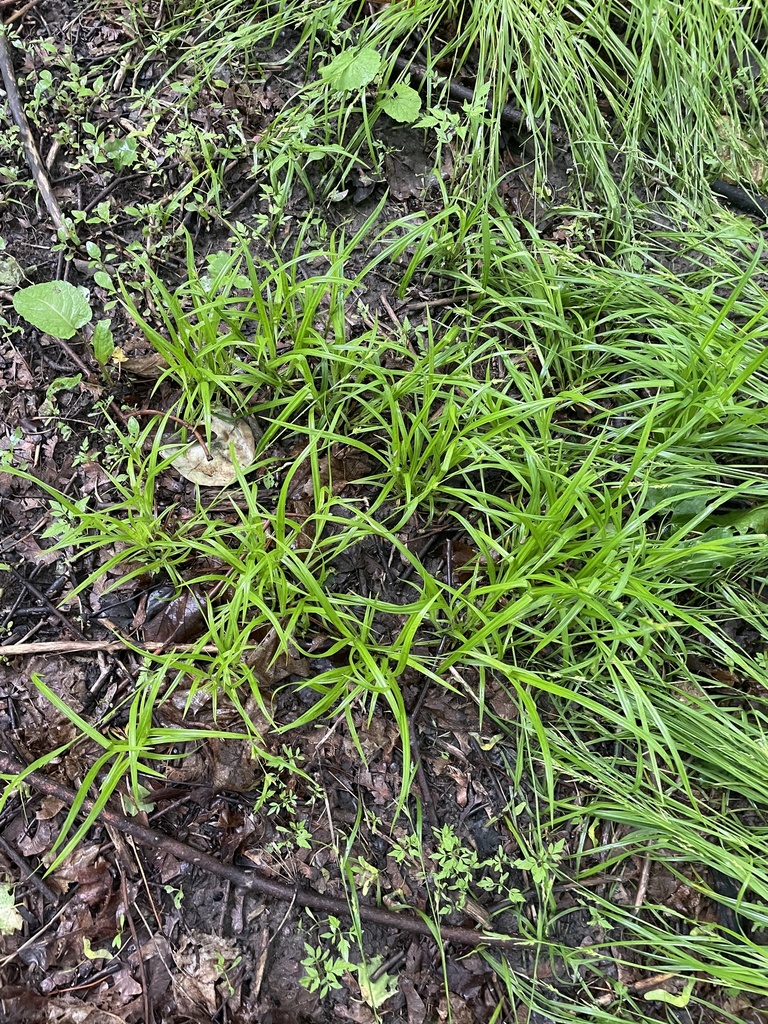 Carex Sect Paniceae From Long Island Ridge Ny Us On May At