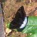 White-edged Blue Baron - Photo (c) Timothy Bonebrake, all rights reserved, uploaded by Papilionoidea