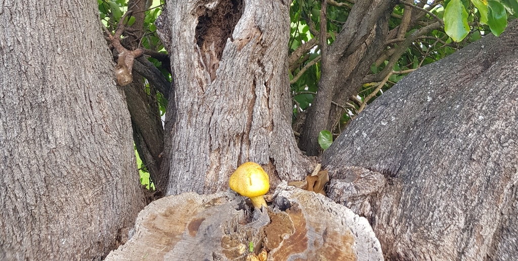 Spectacular Rustgill From Parnell Auckland New Zealand On May 21