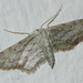 Idaea longaria - Photo (c) Valter Jacinto, all rights reserved