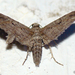 Eupithecia oxycedrata - Photo (c) Valter Jacinto, todos los derechos reservados