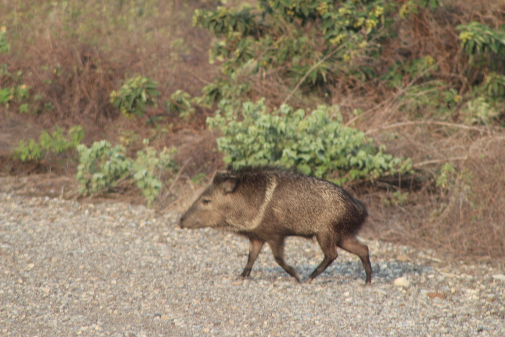 Collared Peccary In May By Horacio V Barcenas Inaturalist