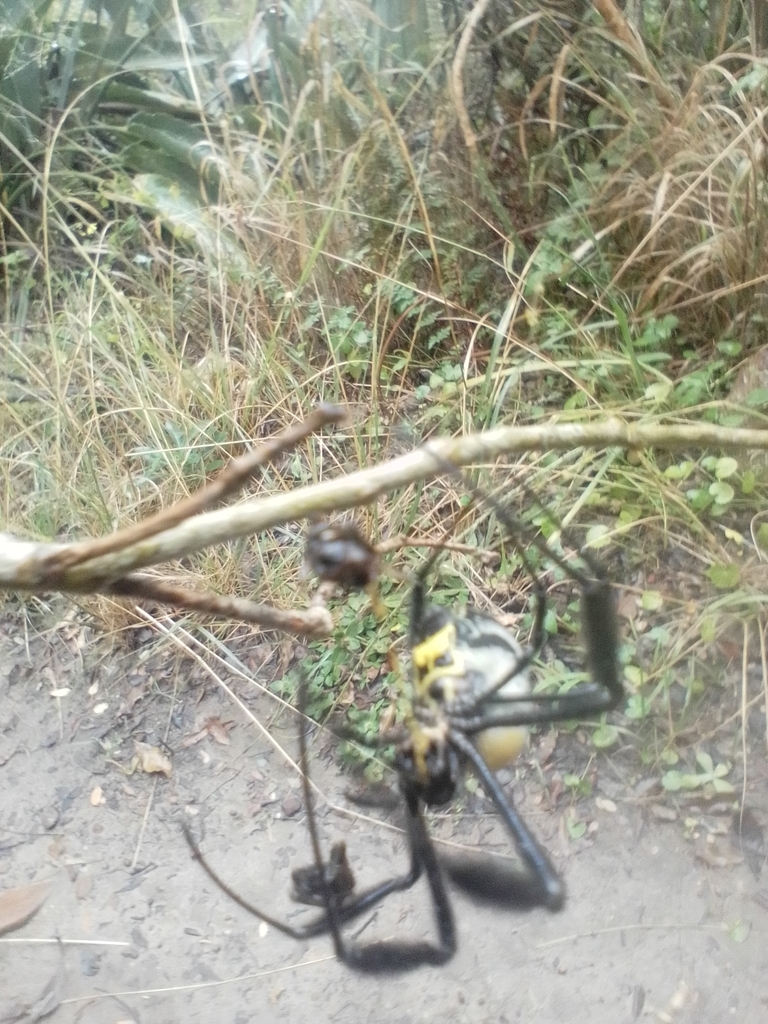 Hairy Golden Orb Weaving Spider From Cacadu Za Ec Za On May