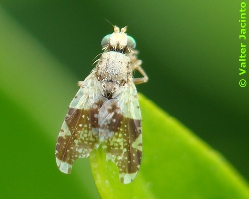 Tephritis formosa · iNaturalist