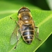 Eristalis similis - Photo (c) Valter Jacinto, all rights reserved