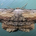 Common Lytrosis Moth - Photo (c) John Ratzlaff, all rights reserved, uploaded by J. Allen Ratzlaff