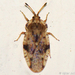 Spear Thistle Lacebug - Photo (c) Valter Jacinto, all rights reserved