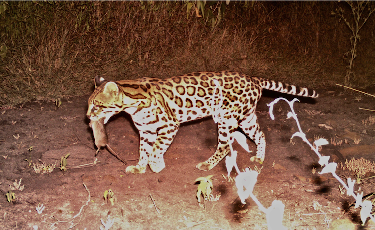 Ocelot In September 2021 By Horacio V Barcenas INaturalist