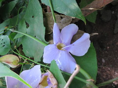 Image of Thunbergia grandiflora