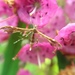 Himmelman's Plume Moth - Photo (c) kristinaniovi, all rights reserved