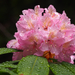 Pacific Rhododendron - Photo (c) Wendy Feltham, all rights reserved, uploaded by Wendy Feltham
