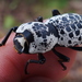 Ironclad Beetles - Photo (c) Edain Cuevas, all rights reserved, uploaded by Edain Cuevas