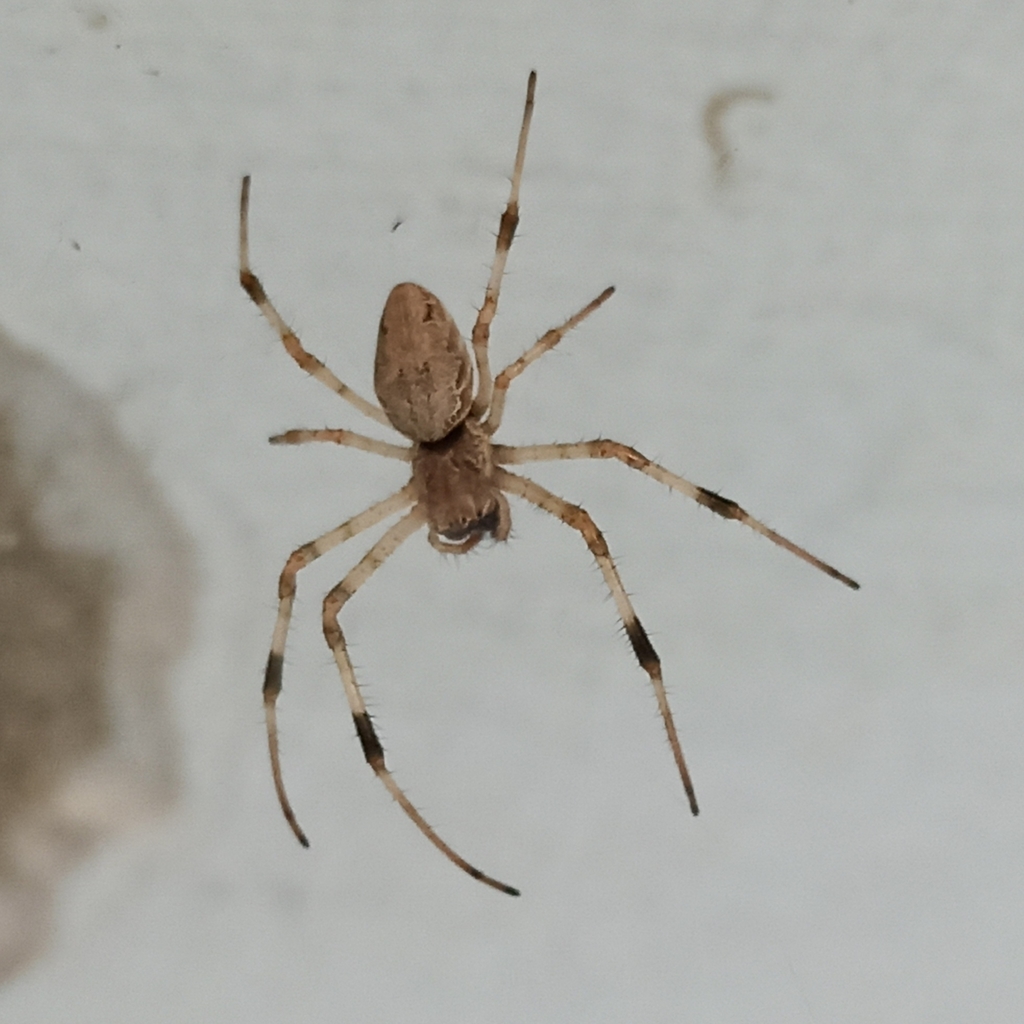 African Hermit Spider From Cidade Universit Ria Da Universidade Federal