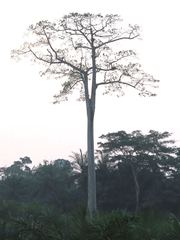 Image of Milicia excelsa