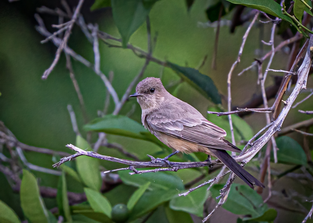 Say S Phoebe From South Mountain Village Phoenix AZ USA On May 02